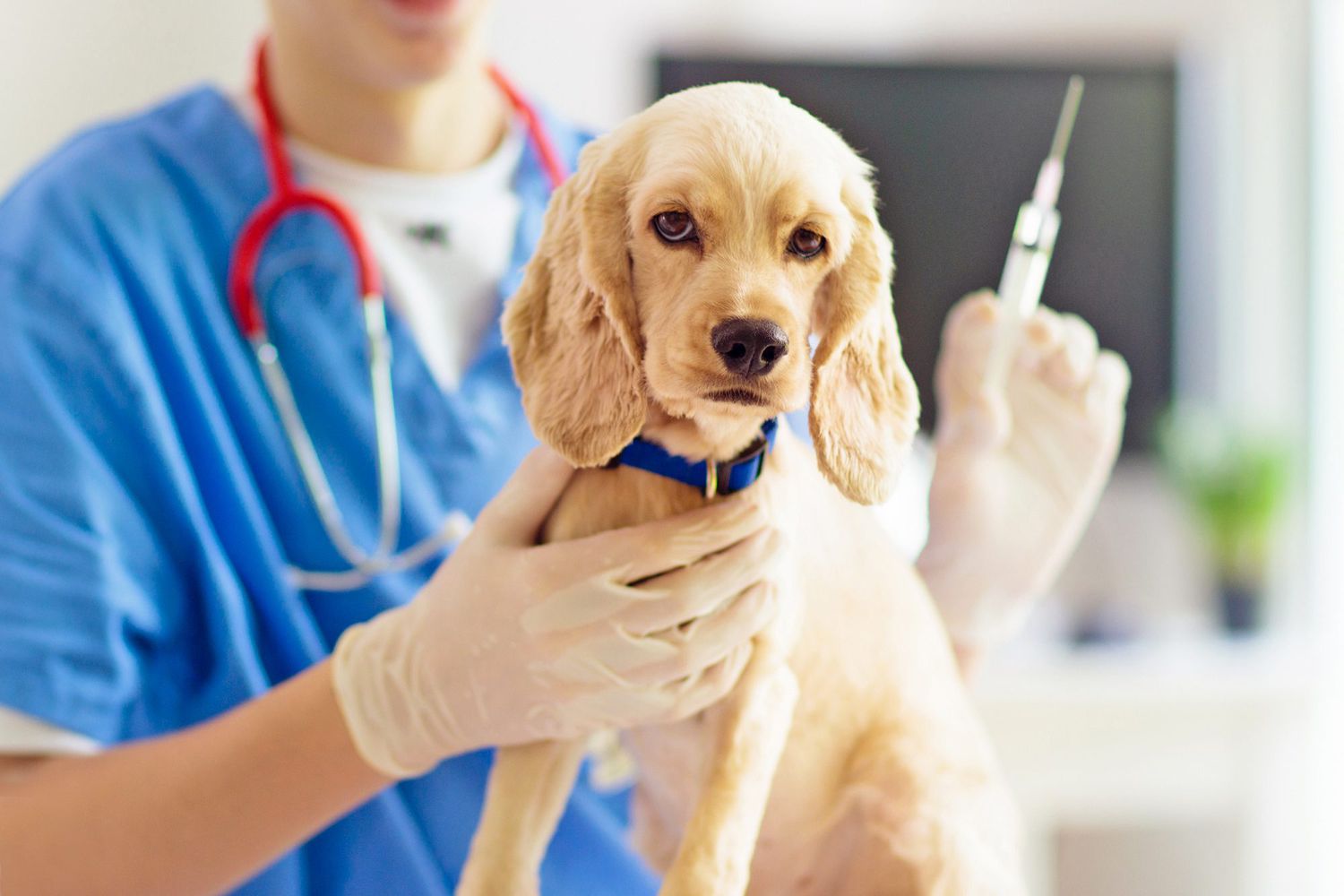Köpeğinizin Aşı Takvimi Nasıl Olmalı?